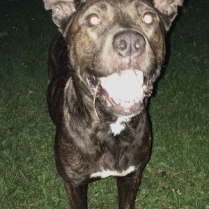 Meet your Posher, Travis